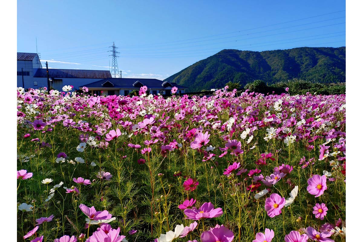 道の駅塩津海道あぢかまの里のコスモス畑