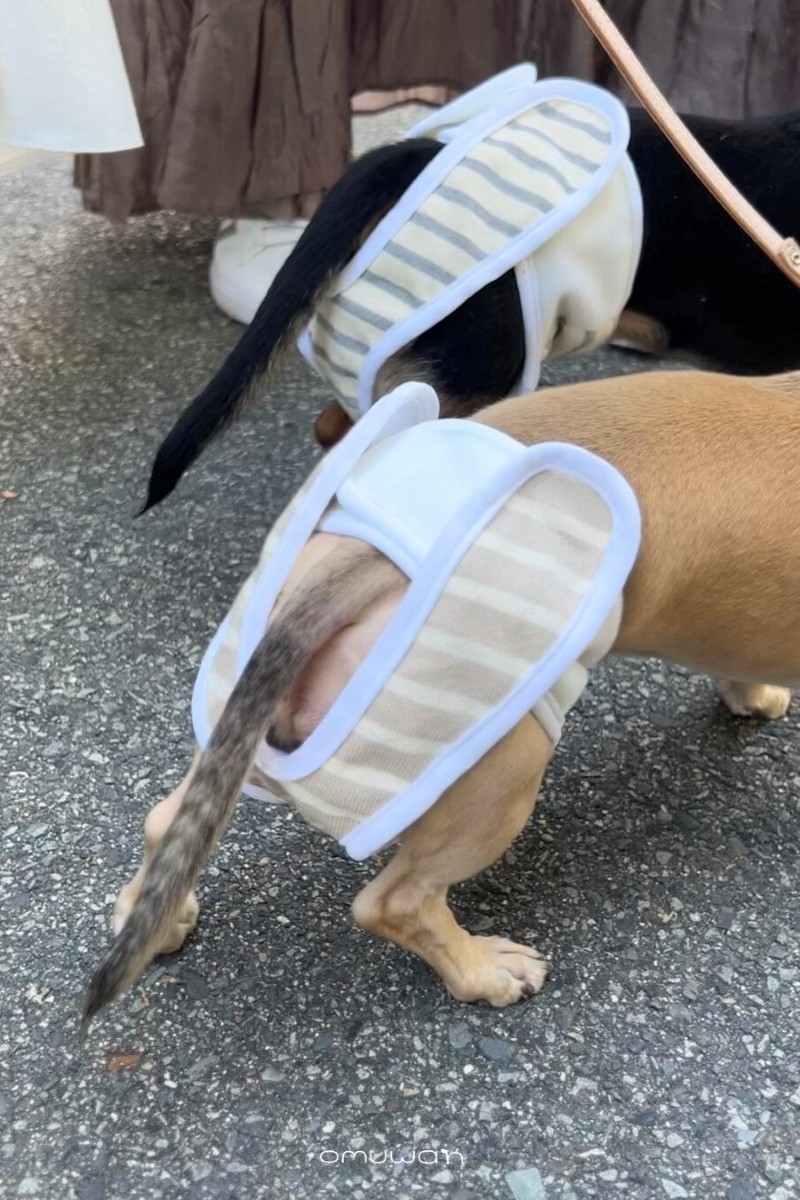 犬用布おむつomuwanをつけたダックス