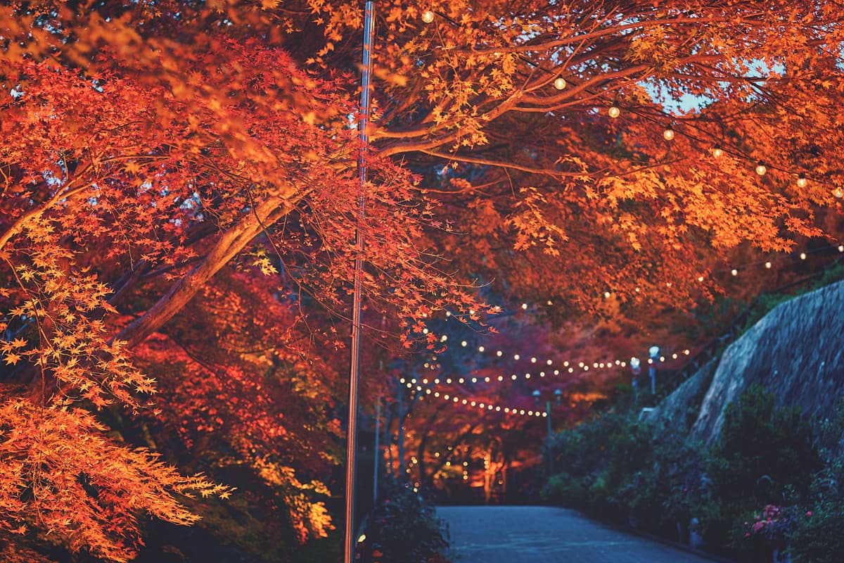 紅葉のライトアップ