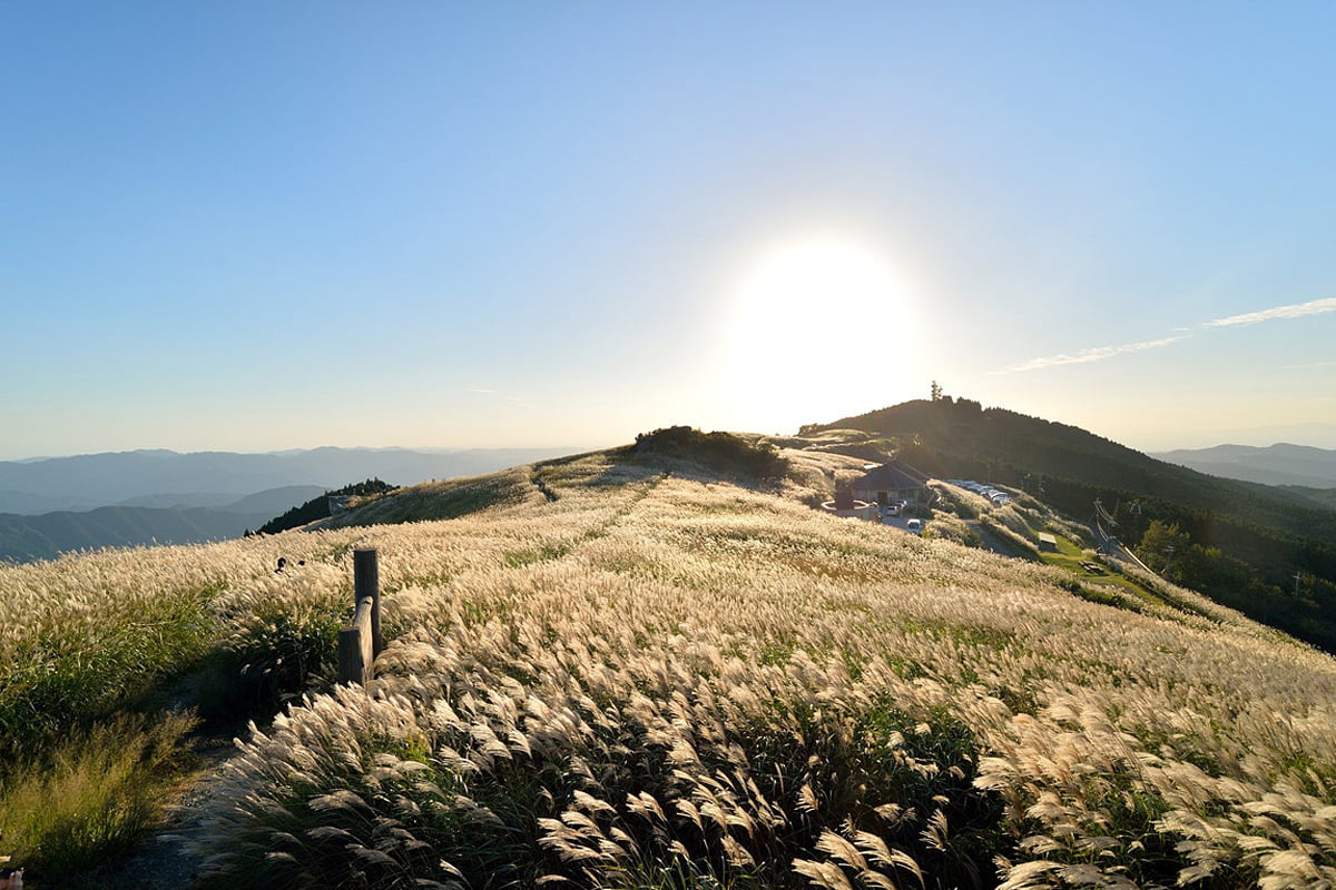 和歌山・生石高原のススキが見ごろ！銀色から金色へと輝く秋の絶景